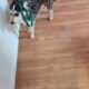Sweet Pomsky Terrier mix