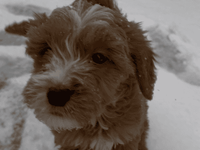Mini Golden Doodle Puppy Male