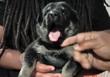 Germain Shepherd Beligum