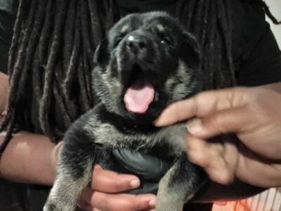 Germain Shepherd Beligum