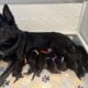 AKC German Shepherd Puppies