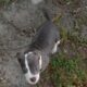 Puppy 1