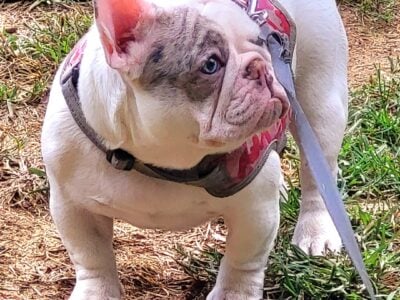 French bulldog