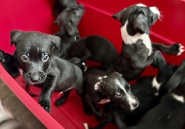 Mixed breed
