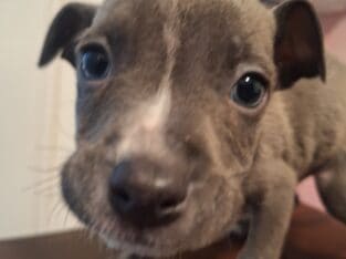 Female american staffy
