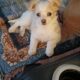 Shorkie puppy