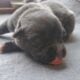 Cane Corso Puppies ICCF Registered