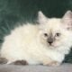 TICA Blue Colorpoint Female