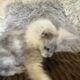 Shaded with Merle Maine Coon Ajna