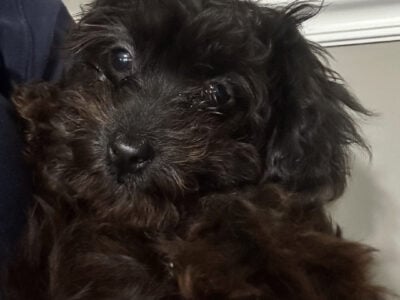 Maltipoo