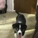 Puppy for sale