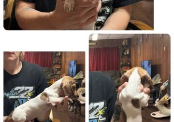 Purebred dachshund puppies