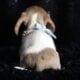 Reggie ACA Mini Dachshund