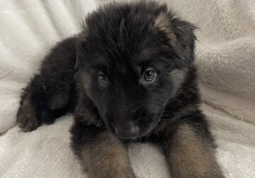 German shepherd puppies