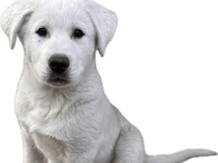 Hybrid puppies for adoption!
