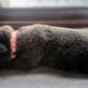 Cane Corso Puppies ICCF Registered
