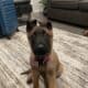 Beligium malinois for sale