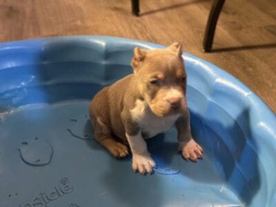 American bully pups