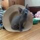 10 Week old half Sphynx/half Siamese kittens
