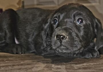 Labrador puppies