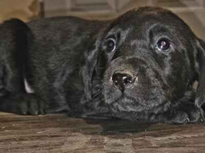 Labrador puppies