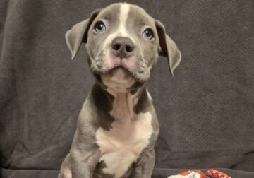XL AMERICAN BULLY PUPPIES!!!!