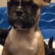 Tri color AKC French bulldog puppy