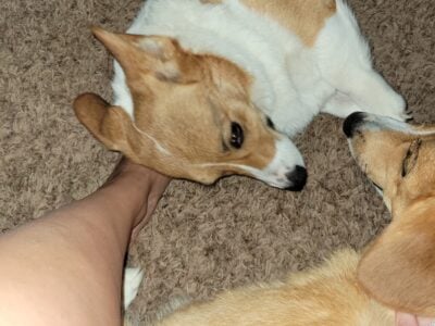 Bonded 2 year old Corgis