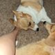 Bonded 2 year old Corgis