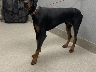 Doberman Pincher