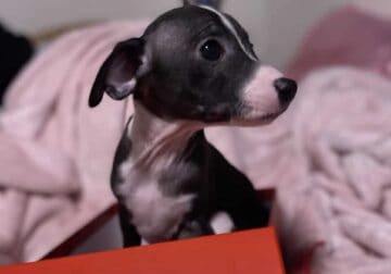 Italian Greyhound puppy 6weeks, very gentle
