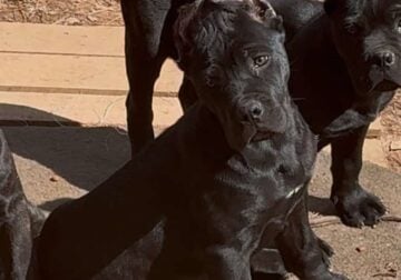Cane Corso Female