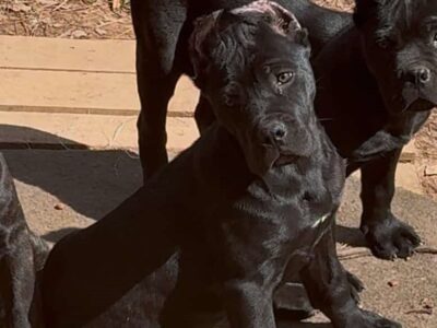 Cane Corso Female