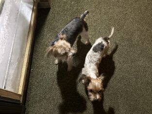 Yorkie