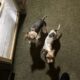 Yorkie