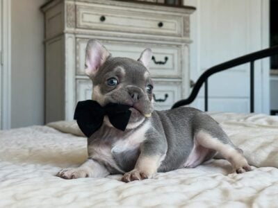 Beautiful AKC frenchie – DENALI