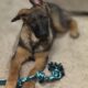 German Shepard puppy