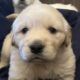 CKC Golden Retriever puppies