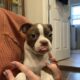 Hart, handsome red Boston terrier
