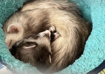 3 ferrets to a good home