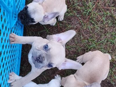 Frenchies