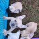 Frenchies