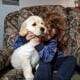 ENGLISH CREME GOLDEN RETRIEVER PUPPIES