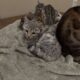 Purebred Bengal Kittens (Fixed and Vaccinated)