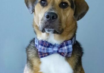 Adorable hound mix for adoption!