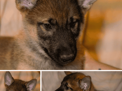 Accidental puppies need a loving home
