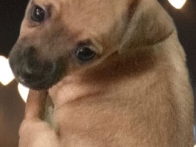 Precious, Chihuahua female puppy