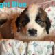 Saint Bernard puppies