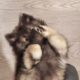 Keeshond Pups