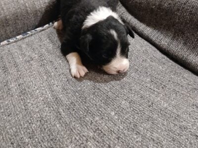 Purebred border collie females